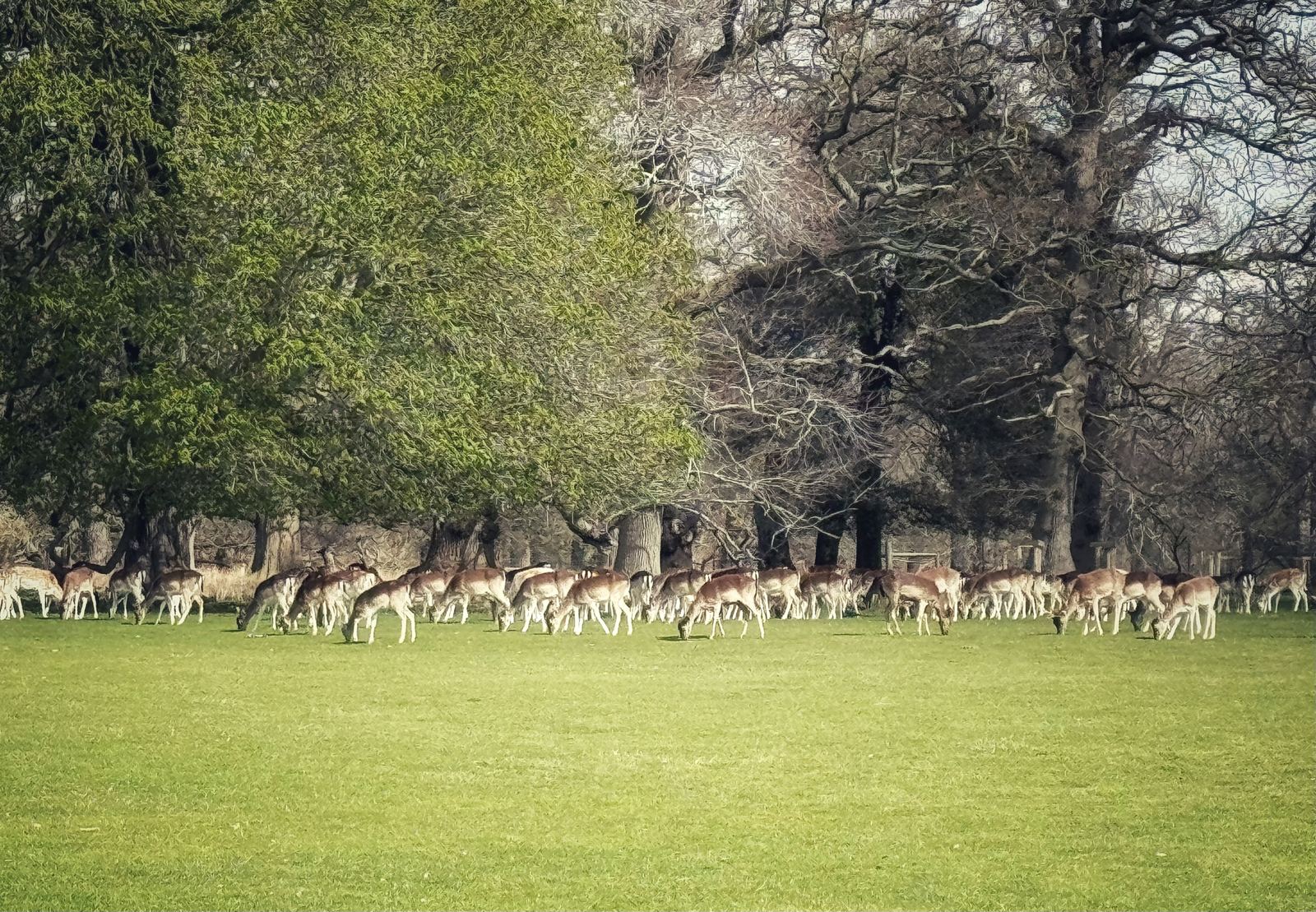 A herd of fallow deer grazing under the trees in Holkham Park