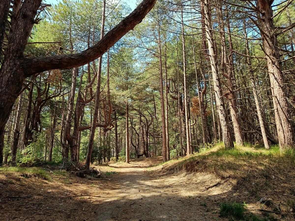 A sandy path winding through the tall pine woods behind Holkham beach, with dappled light and pine needles underfoot