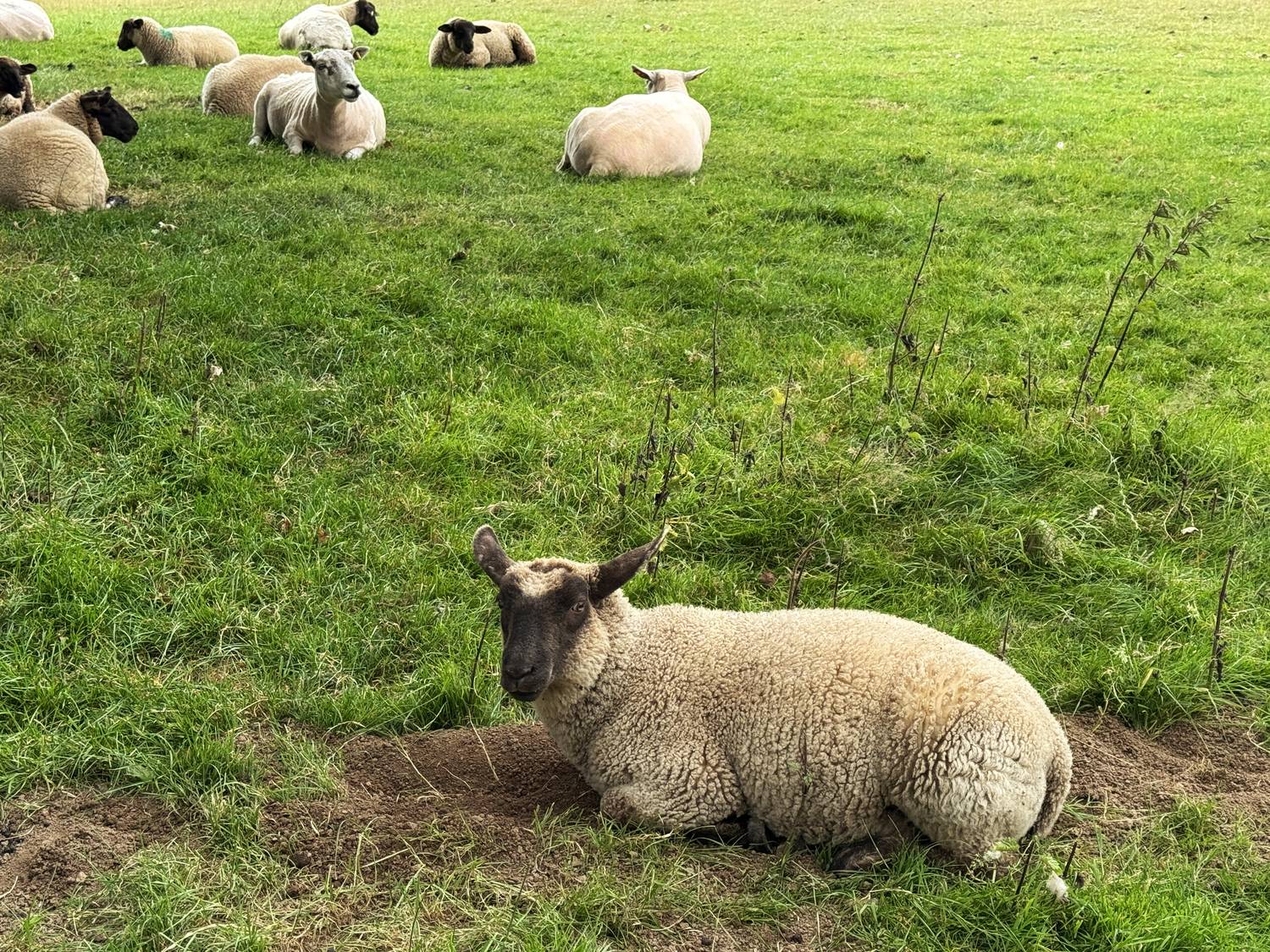 Sheep lying and grazing on grass at Yorkshire Sculpture Park